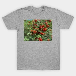 Mountain ash, nature, tree T-Shirt